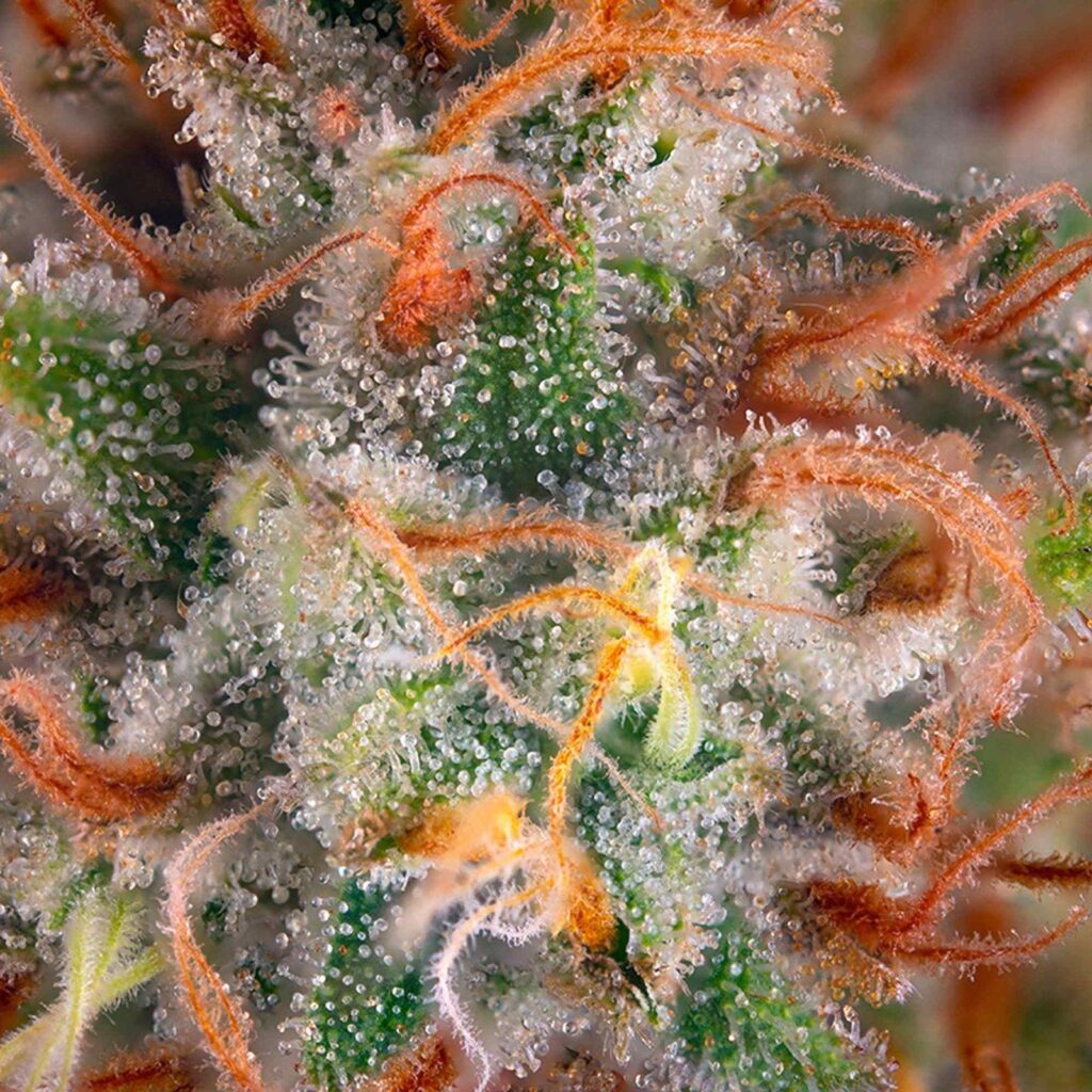 Fresh press rosin for sale background
